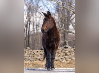 American Quarter Horse, Ruin, 13 Jaar, Zwart