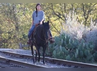 American Quarter Horse, Ruin, 13 Jaar, Zwart