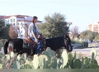 American Quarter Horse, Ruin, 13 Jaar, Zwart