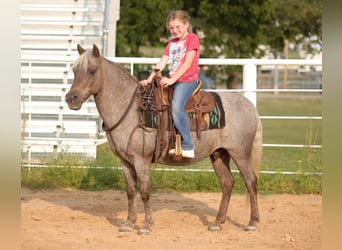 American Quarter Horse, Ruin, 14 Jaar, 119 cm, Bruin