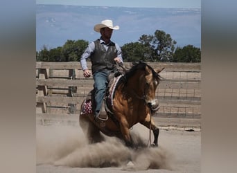 American Quarter Horse, Ruin, 14 Jaar, 140 cm, Buckskin