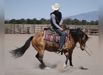 American Quarter Horse, Ruin, 14 Jaar, 140 cm, Buckskin