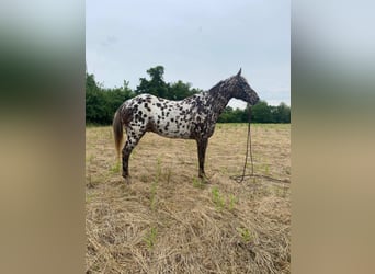 American Quarter Horse, Ruin, 14 Jaar, 140 cm, Donkere-vos