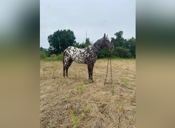 American Quarter Horse, Ruin, 14 Jaar, 140 cm, Donkere-vos