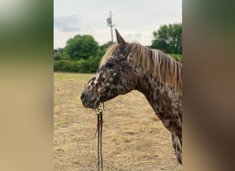 American Quarter Horse, Ruin, 14 Jaar, 140 cm, Donkere-vos