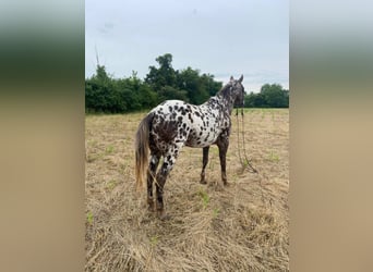 American Quarter Horse, Ruin, 14 Jaar, 140 cm, Donkere-vos