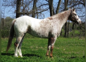 American Quarter Horse, Ruin, 14 Jaar, 140 cm, Wit