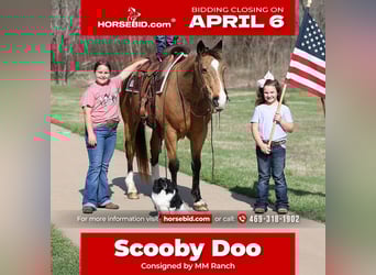 American Quarter Horse, Ruin, 14 Jaar, 142 cm, Buckskin