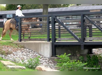 American Quarter Horse, Ruin, 14 Jaar, 142 cm, Buckskin