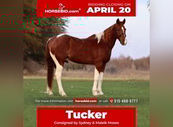 American Quarter Horse, Ruin, 14 Jaar, 142 cm, Gevlekt-paard