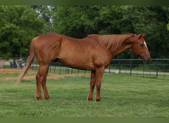 American Quarter Horse Mix, Ruin, 14 Jaar, 142 cm, Roodvos