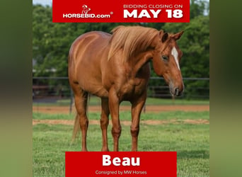 American Quarter Horse Mix, Ruin, 14 Jaar, 142 cm, Roodvos