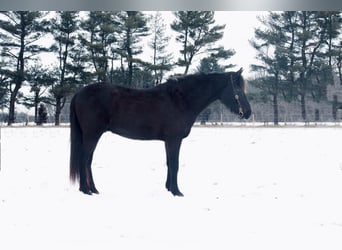 American Quarter Horse, Ruin, 14 Jaar, 142 cm, Zwart