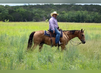 American Quarter Horse, Ruin, 14 Jaar, 145 cm, Buckskin