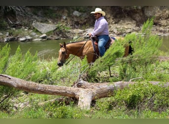 American Quarter Horse, Ruin, 14 Jaar, 145 cm, Buckskin