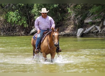 American Quarter Horse, Ruin, 14 Jaar, 145 cm, Buckskin