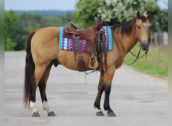 American Quarter Horse, Ruin, 14 Jaar, 145 cm, Buckskin