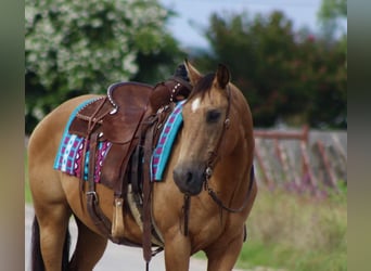 American Quarter Horse, Ruin, 14 Jaar, 145 cm, Buckskin