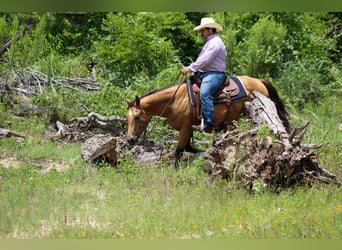 American Quarter Horse, Ruin, 14 Jaar, 145 cm, Buckskin