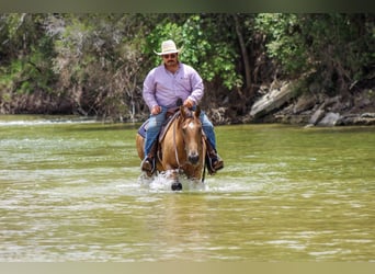 American Quarter Horse, Ruin, 14 Jaar, 145 cm, Buckskin