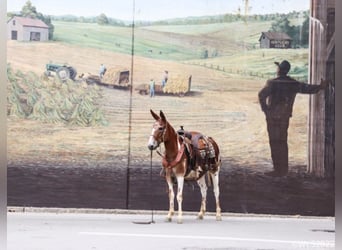 American Quarter Horse, Ruin, 14 Jaar, 145 cm, Donkere-vos