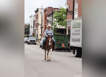 American Quarter Horse, Ruin, 14 Jaar, 145 cm, Donkere-vos