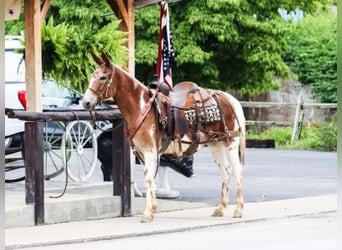 American Quarter Horse, Ruin, 14 Jaar, 145 cm, Donkere-vos