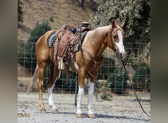 American Quarter Horse, Ruin, 14 Jaar, 145 cm, Overo-alle-kleuren