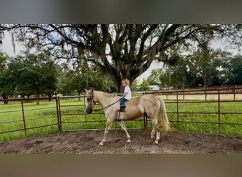 American Quarter Horse, Ruin, 14 Jaar, 145 cm, Palomino