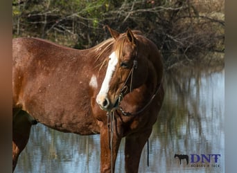 American Quarter Horse, Ruin, 14 Jaar, 147 cm, Donkere-vos