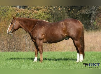 American Quarter Horse, Ruin, 14 Jaar, 147 cm, Donkere-vos