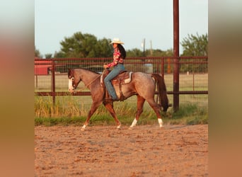 American Quarter Horse, Ruin, 14 Jaar, 147 cm, Roan-Red