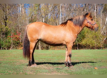 American Quarter Horse, Ruin, 14 Jaar, 150 cm, Buckskin