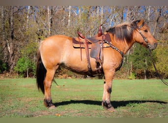 American Quarter Horse, Ruin, 14 Jaar, 150 cm, Buckskin