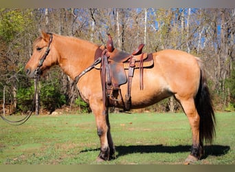 American Quarter Horse, Ruin, 14 Jaar, 150 cm, Buckskin