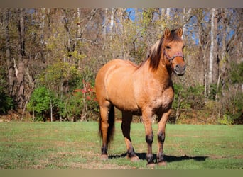 American Quarter Horse, Ruin, 14 Jaar, 150 cm, Buckskin