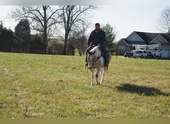 American Quarter Horse, Ruin, 14 Jaar, 150 cm, Buckskin