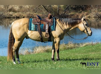 American Quarter Horse, Ruin, 14 Jaar, 150 cm, Falbe