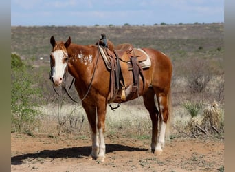 American Quarter Horse, Ruin, 14 Jaar, 150 cm, Overo-alle-kleuren