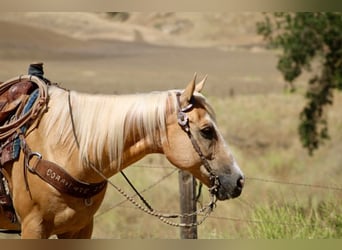 American Quarter Horse, Ruin, 14 Jaar, 150 cm, Palomino