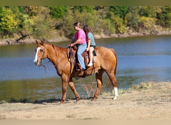 American Quarter Horse, Ruin, 14 Jaar, 150 cm, Red Dun