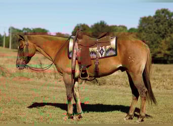 American Quarter Horse, Ruin, 14 Jaar, 150 cm, Red Dun