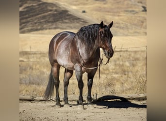 American Quarter Horse, Ruin, 14 Jaar, 150 cm, Roan-Bay