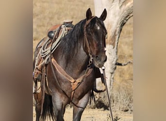 American Quarter Horse, Ruin, 14 Jaar, 150 cm, Roan-Bay