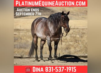 American Quarter Horse, Ruin, 14 Jaar, 150 cm, Roan-Bay