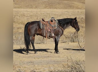 American Quarter Horse, Ruin, 14 Jaar, 150 cm, Roan-Bay