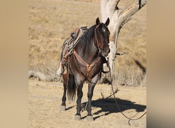 American Quarter Horse, Ruin, 14 Jaar, 150 cm, Roan-Bay
