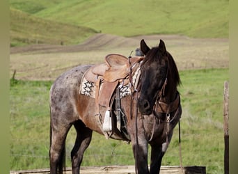 American Quarter Horse, Ruin, 14 Jaar, 150 cm, Roan-Blue