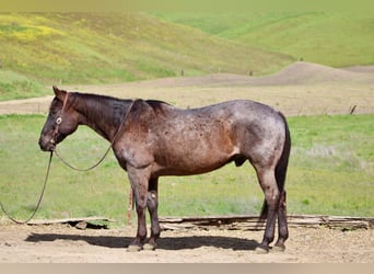 American Quarter Horse, Ruin, 14 Jaar, 150 cm, Roan-Blue
