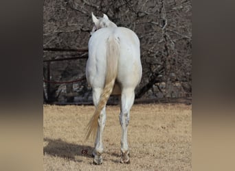 American Quarter Horse, Ruin, 14 Jaar, 150 cm, Schimmel